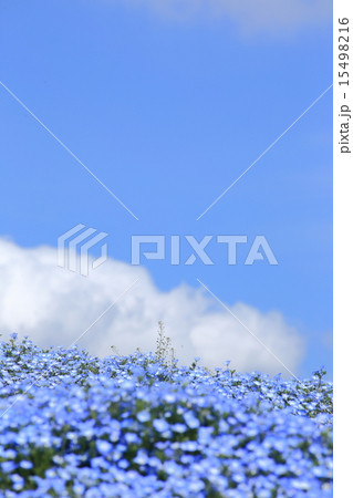 みはらしの丘に咲くネモフィラ 15498216
