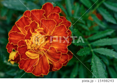 African Marigold blossom African Marigold blossom 15498243