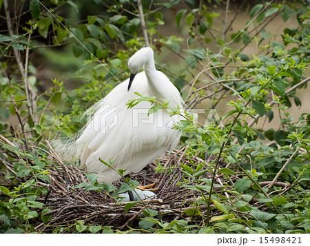 卵を温める鳥の写真素材