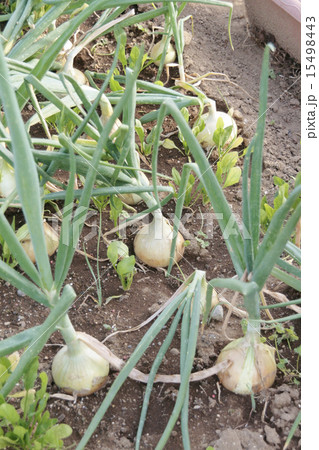 たまねぎ畑 15498443