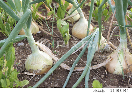 玉葱畑 15498444