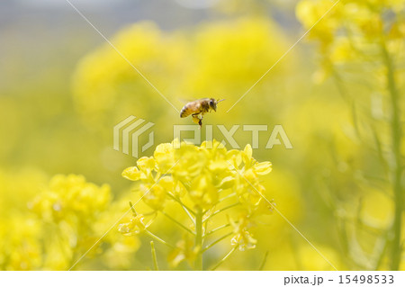 菜の花とミツバチ 15498533