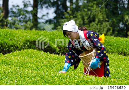茶摘み娘 15498620