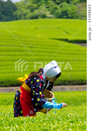 茶摘み娘 15498623