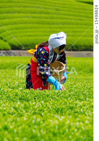 茶摘み娘 15498624