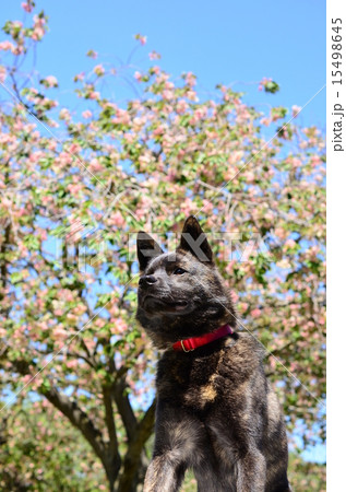 満開だね♪ 15498645