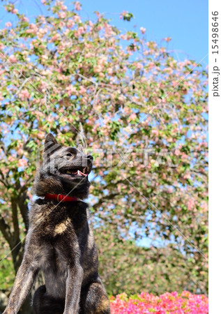 満開だね♪ 15498646