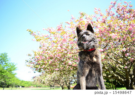 満開だね♪ 満開だね♪ 15498647