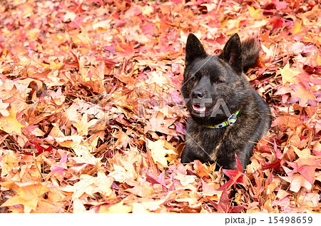 秋だね♪ 15498659