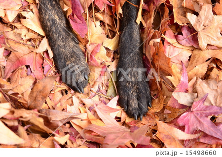 秋だね♪ 15498660