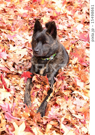 秋だね♪ 15498661