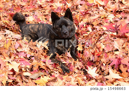 秋だねぇ♪ 15498663