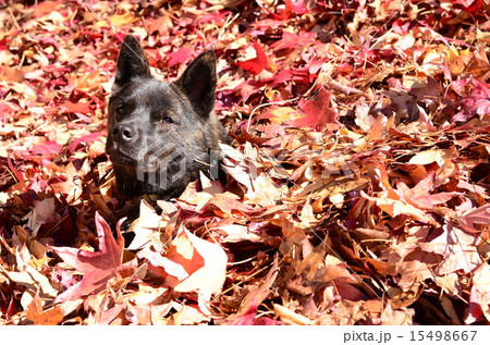 落ち葉風呂♪ 15498667