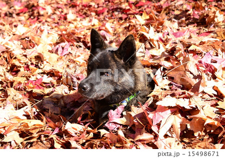 落ち葉風呂♪ 落ち葉風呂♪ 15498671