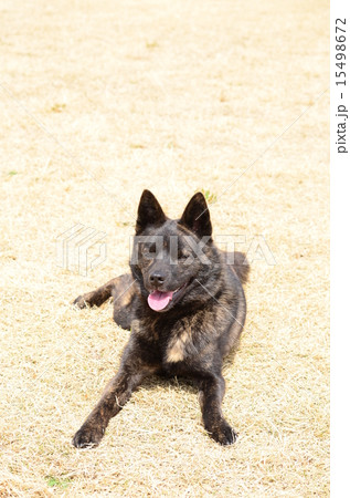 暖かいなぁ♪ 暖かいなぁ♪ 15498672