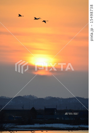 夕日と白鳥 15498738