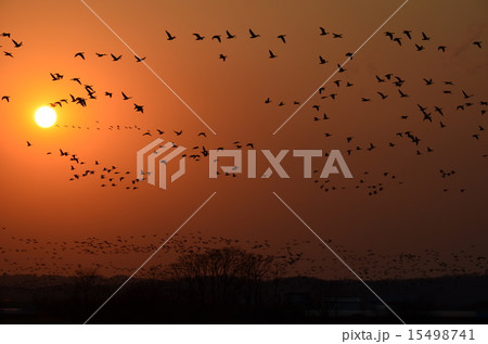 夕日とマガン 15498741