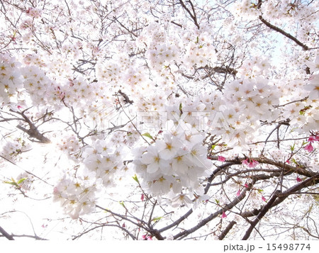 桜咲く 桜咲く 15498774