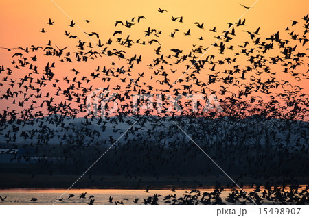 マガンの群舞 15498907