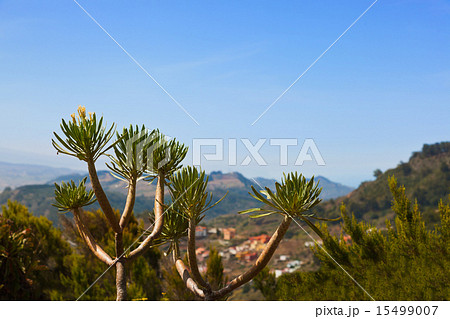 Mountains in Tenerife island - Canary 15499007