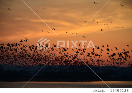 マガンの群れ 15499188