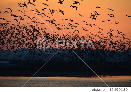 マガンの群れ マガンの群れ 15499189