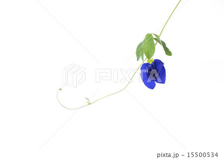 Butterfly Pea flower isolated on white background 15500534