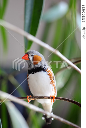 Pet bird Pet bird 15500933