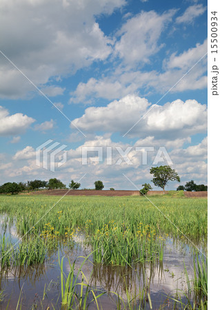 Marsh landscape Marsh landscape 15500934