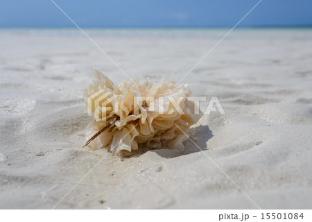 Coral Zanzibar Coral Zanzibar 15501084