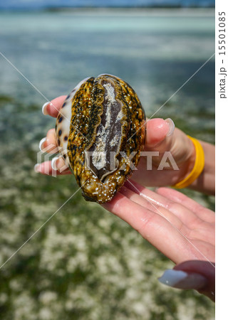 seashell seashell 15501085