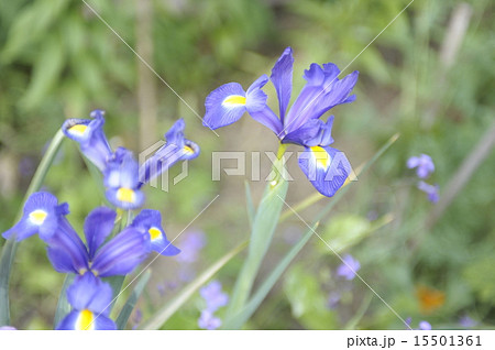 初夏の花 アヤメ1 初夏の花 アヤメ1 15501361