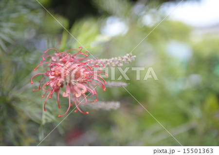 初夏の花 グレビレア1 初夏の花 グレビレア1 15501363