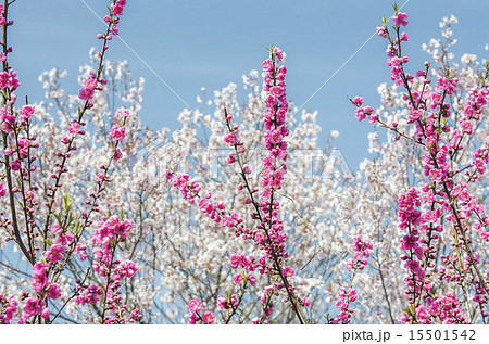 Cherry blossom, spring, peach blossom 15501542