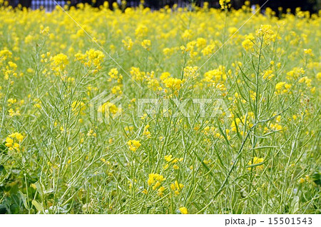 カンザキハナナ・咲き終わりの頃 15501543