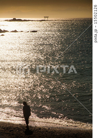 葉山の海 15502126