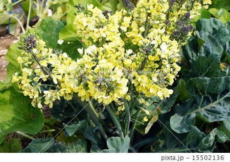 紫カリフラワーの花 紫カリフラワーの花 15502136