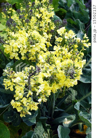 紫カリフラワーの花 15502137