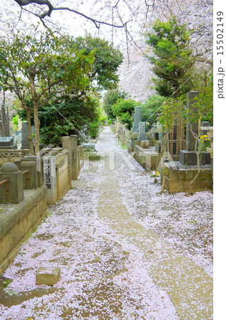 谷中霊園の桜 15502149