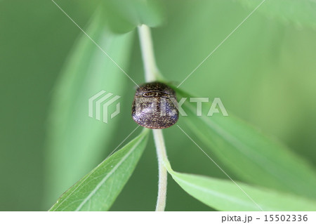 マルカメムシ０２ 15502336