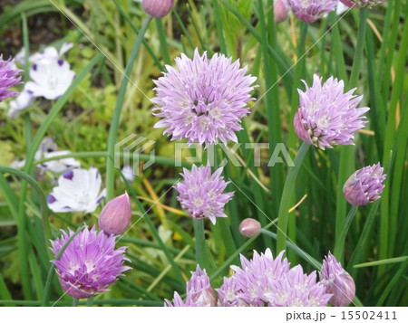 チャイブ チャイブ 15502411