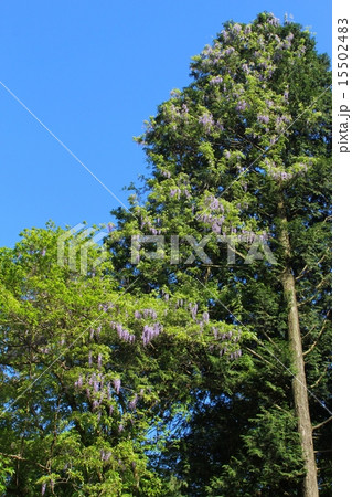 ヤマフジの花 15502483