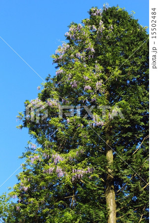 ヤマフジ ヤマフジ 15502484