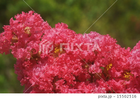 サルスベリ 15502516