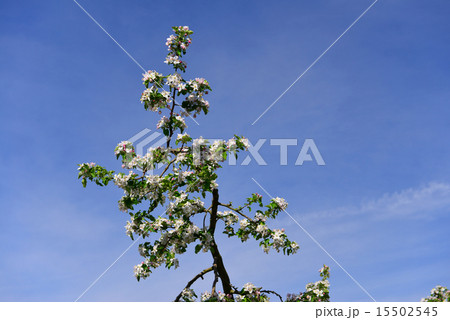 りんごの花 15502545