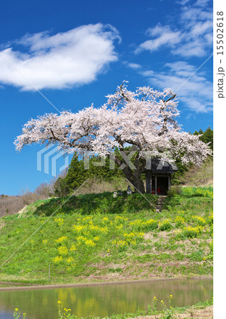 福島　田村市　小沢の桜 15502618