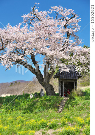 福島　田村市　小沢の桜 15502621