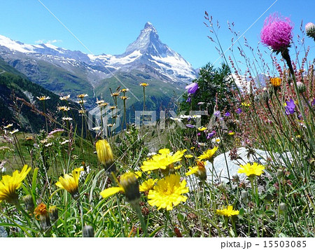 スネガパラダイスから見たマッターホルン 15503085
