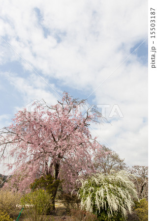 しだれ桜とユキヤナギ しだれ桜とユキヤナギ 15503187