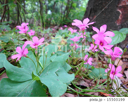 ピンク色の花 15503199